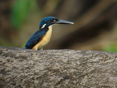 Bismarck Kingfisher photo 2
