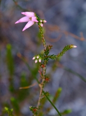 Erica daphniflora
