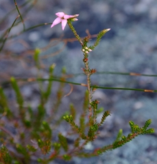 Erica daphniflora
