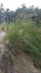 Sporobolus rigidus magnus