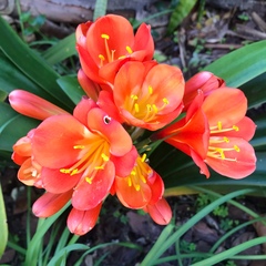 Clivia miniata miniata