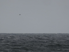 Stercorarius parasiticus