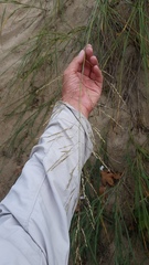 Sporobolus rigidus magnus