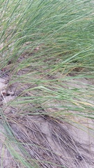 Sporobolus rigidus magnus