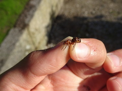 Formica truncorum