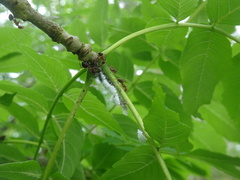 Prociphilus bumeliae
