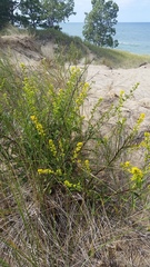 Solidago gillmanii