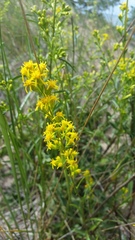 Solidago gillmanii