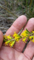 Solidago gillmanii