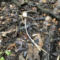 Arachnitis uniflora