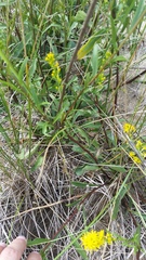 Solidago gillmanii