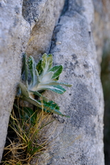 Oresbia heterocarpa