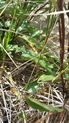 Solidago gillmanii