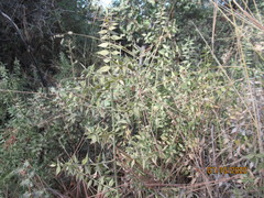 Ruscus aculeatus