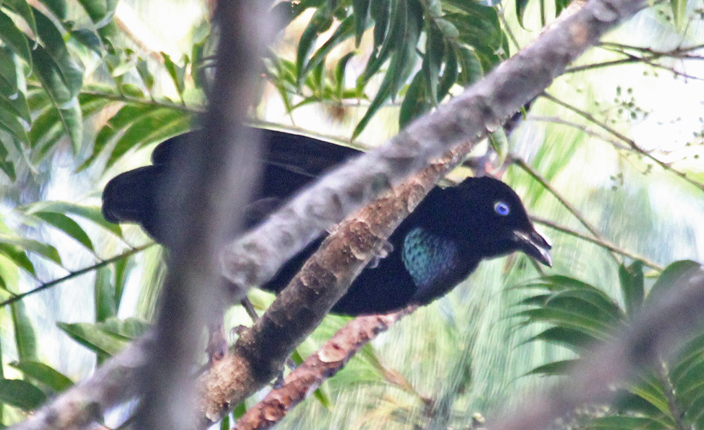 Lawes's Parotia