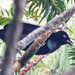 Lawes's Parotia - Photo (c) Jerry Oldenettel, some rights reserved (CC BY-NC-SA)