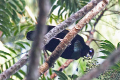Lawes's Parotia photo 2