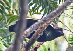 Lawes's Parotia photo 3