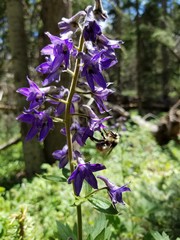 Delphinium barbeyi