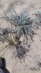 Cirsium pitcheri