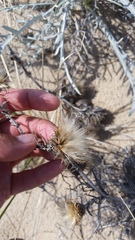 Cirsium pitcheri