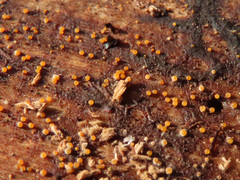 Hydropisphaera peziza