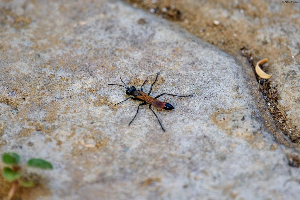 Podalonia canescens
