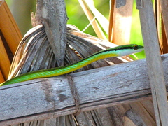 Leptophis diplotropis