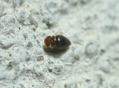 Clambidae