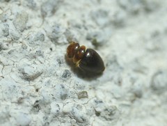 Clambidae