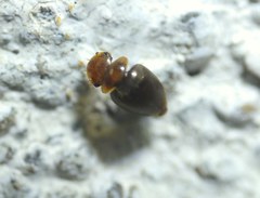 Clambidae