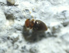 Clambidae
