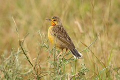 Macronyx capensis