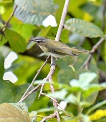 Vireo olivaceus