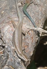 Madeira Lizard photo 5