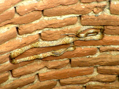 Trimorphodon paucimaculatus