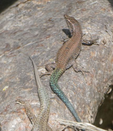 Madeira Lizard