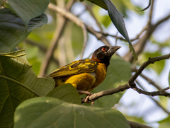 Ploceus cucullatus