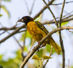 Ploceus cucullatus