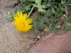 Taraxacum officinale