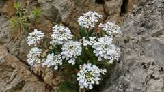 Iberis semperflorens