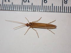 Limnephilus vittatus