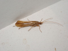 Limnephilus vittatus