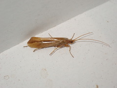 Limnephilus vittatus