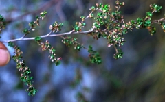 Cliffortia propinqua