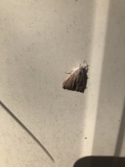 Macrochilo orciferalis