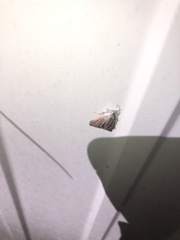 Macrochilo orciferalis