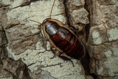 Drymaplaneta semivitta