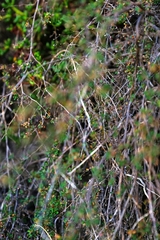 Cliffortia propinqua