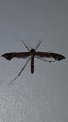 Amblyptilia acanthadactyla
